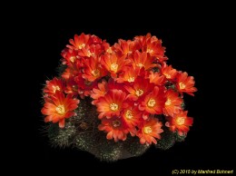 Rebutia margarethae WR521 1206